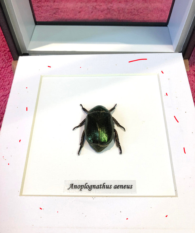 Anoplognathus aeneus Australian Xmas beetle ( special )