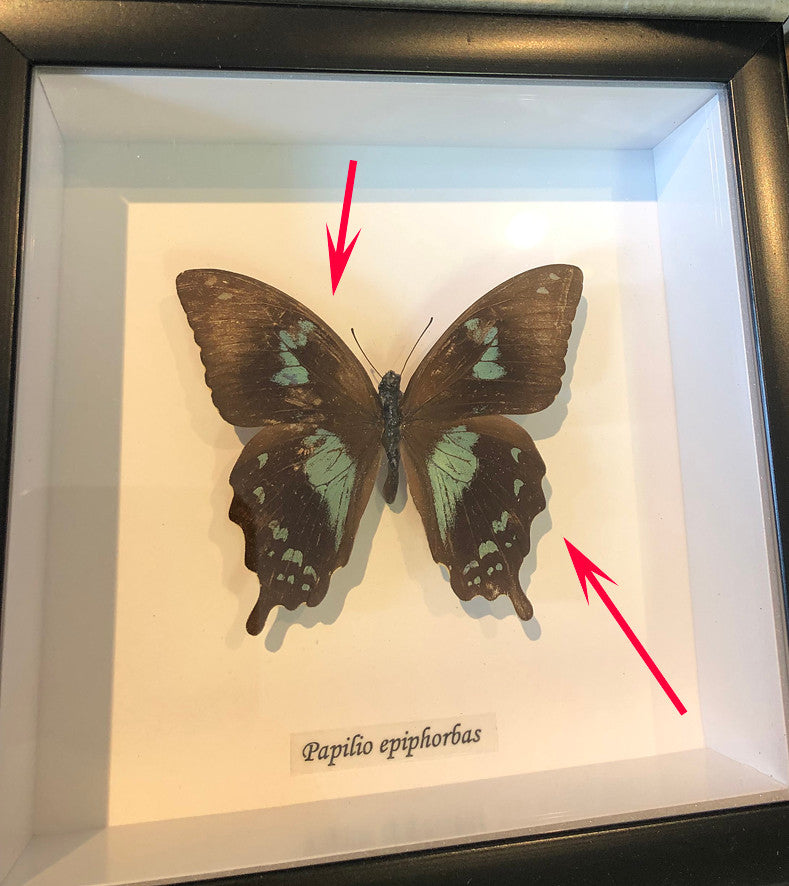 Papilio epiphorbas # 7( special )