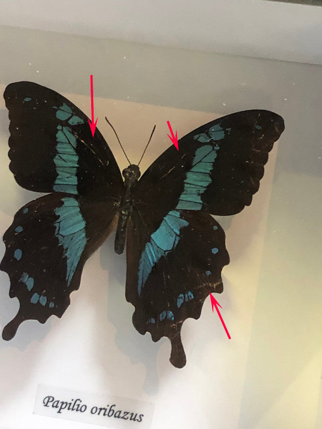 Papilio oribazus   ( special )
