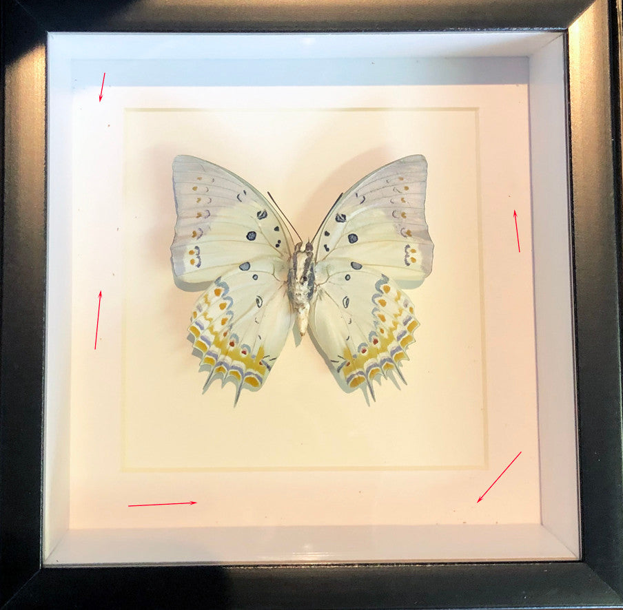 Polyura delphis concha ( special )
