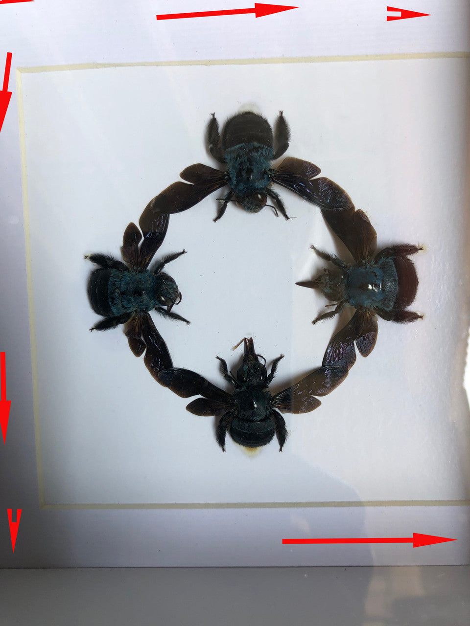Xylocopa caerulea circle  ( special )