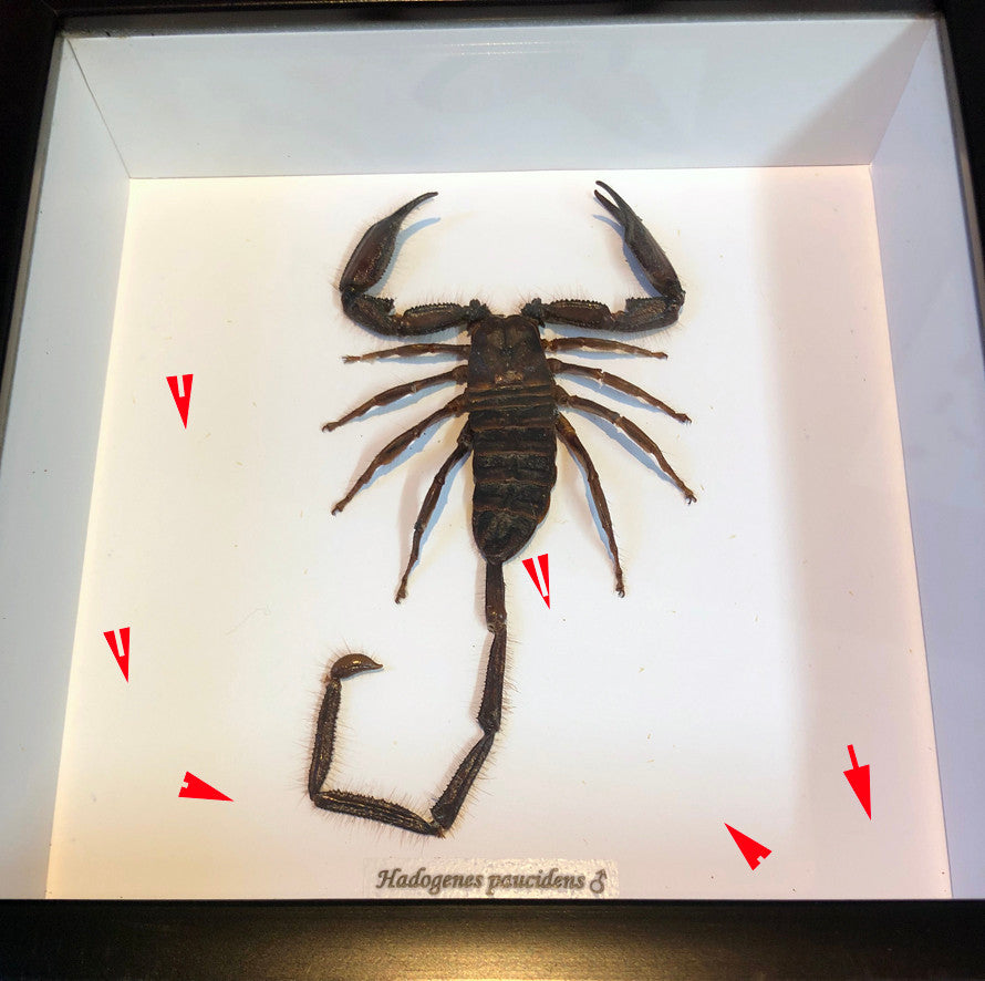 Hadogenes paucidens Male ( special )