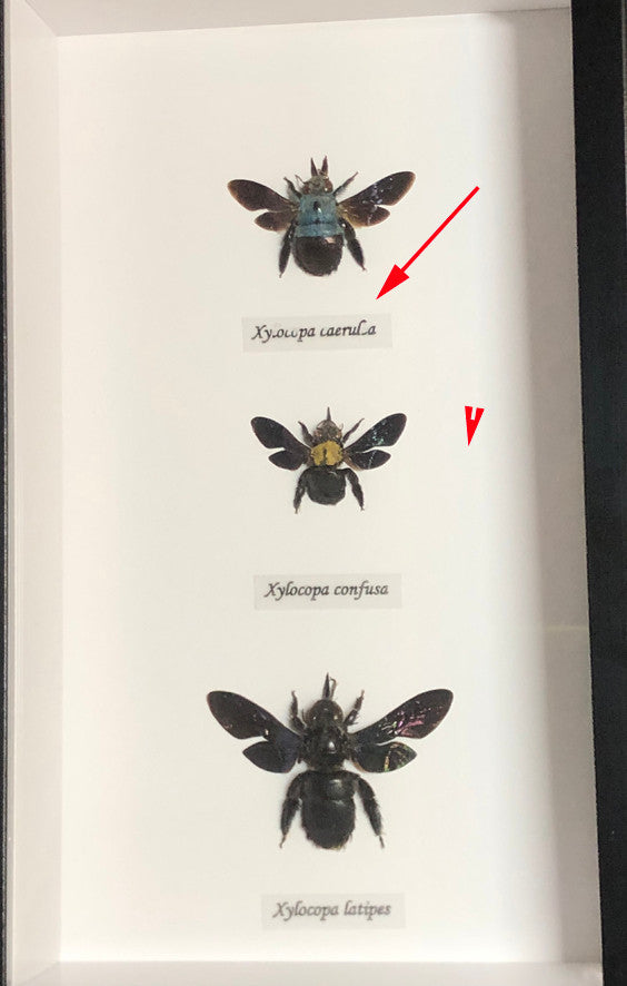 Bee trio # GM ( special )