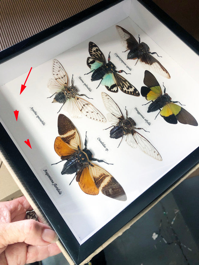 Cicada 6  ( special )