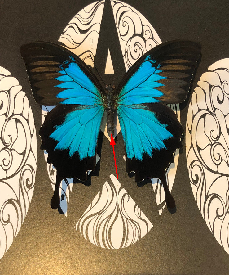 Papilio ulysses moon # YG ( special )