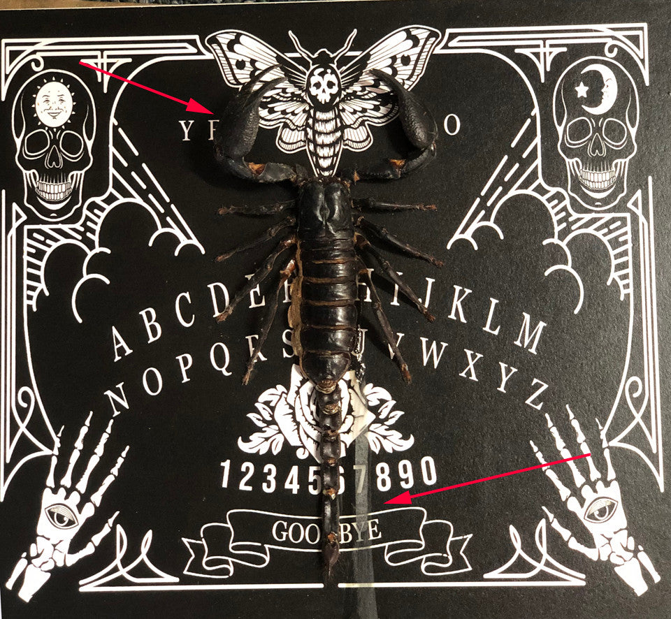 Scorpion Hetrometrus spinifer Gothic ( special )