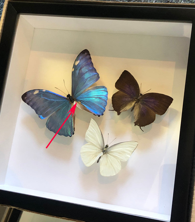 Butterfly three ( special )