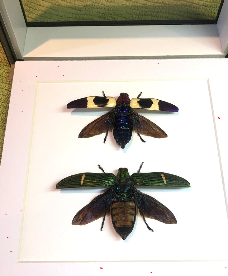 Beetle 2 # ( special )