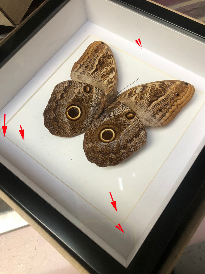 Caligo eurilochus label  ( special )