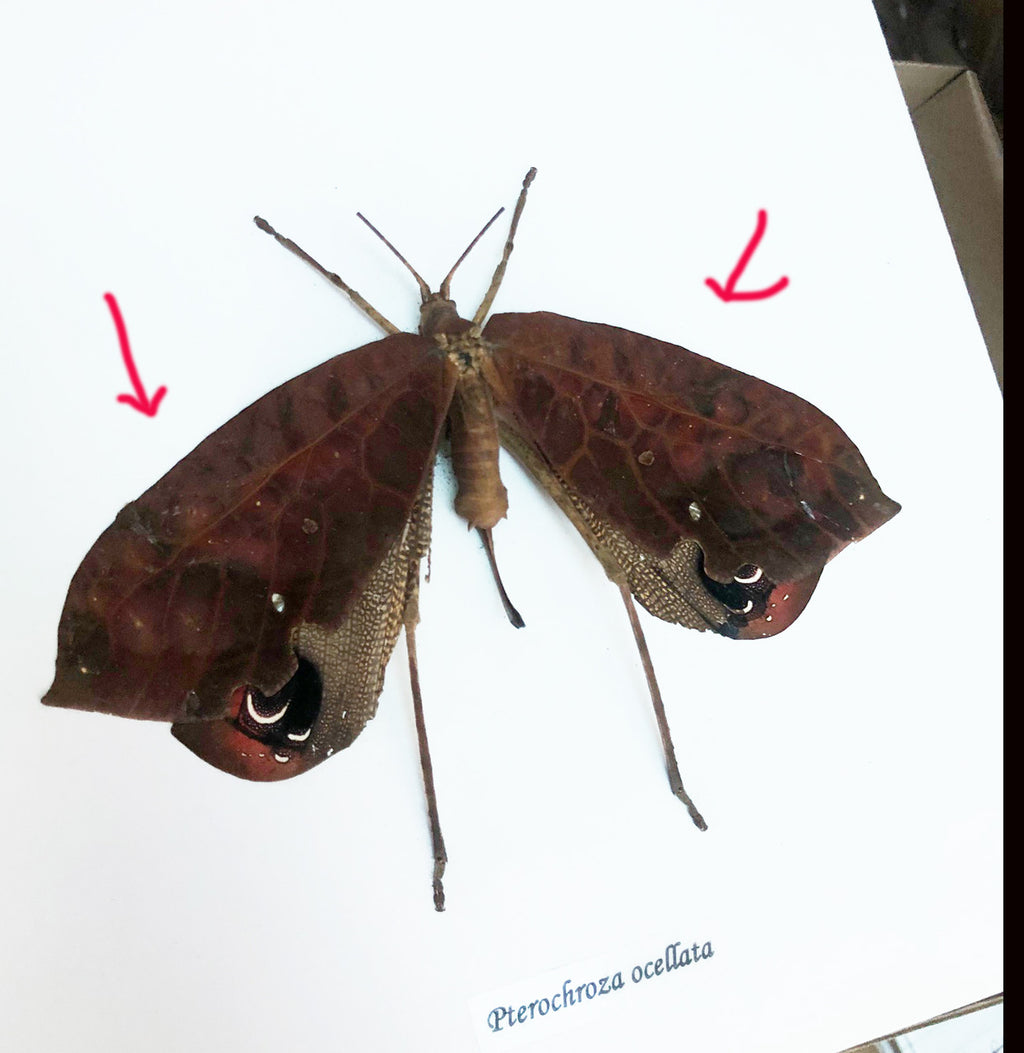 Pterochroza ocellata #1 ( special )