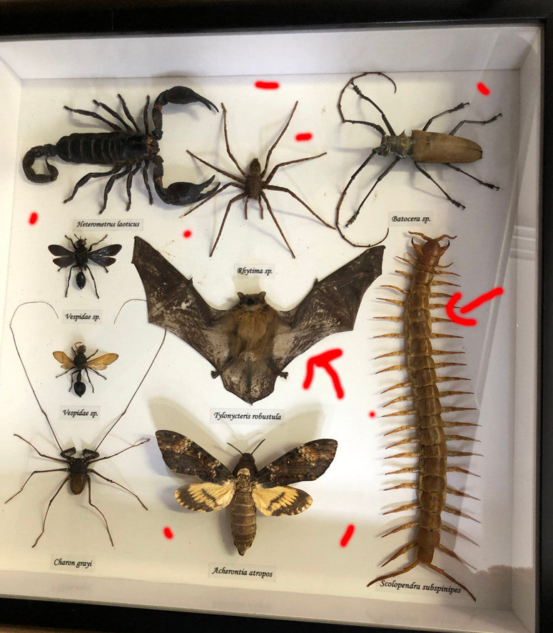 Creepy Critters x 9 ( special )