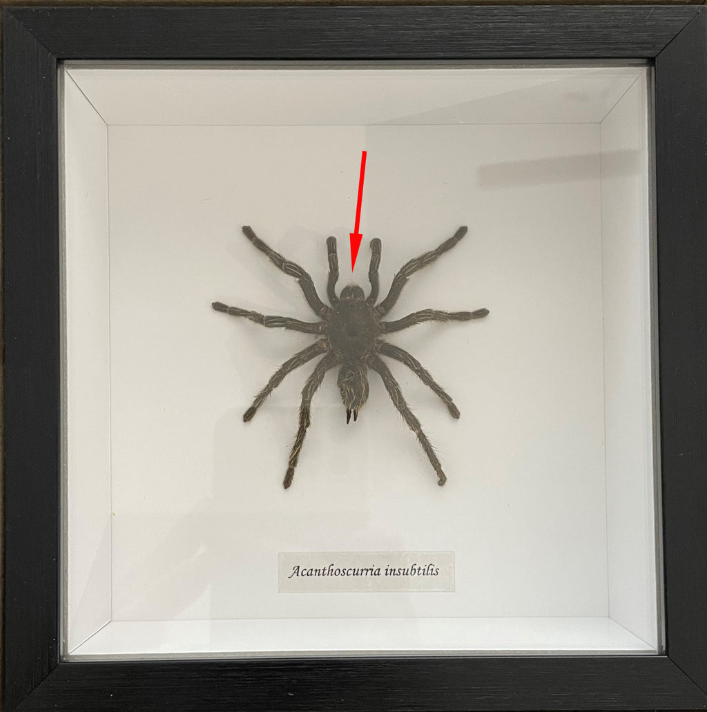 Acanthoscurria insubtilis #2 ( special )