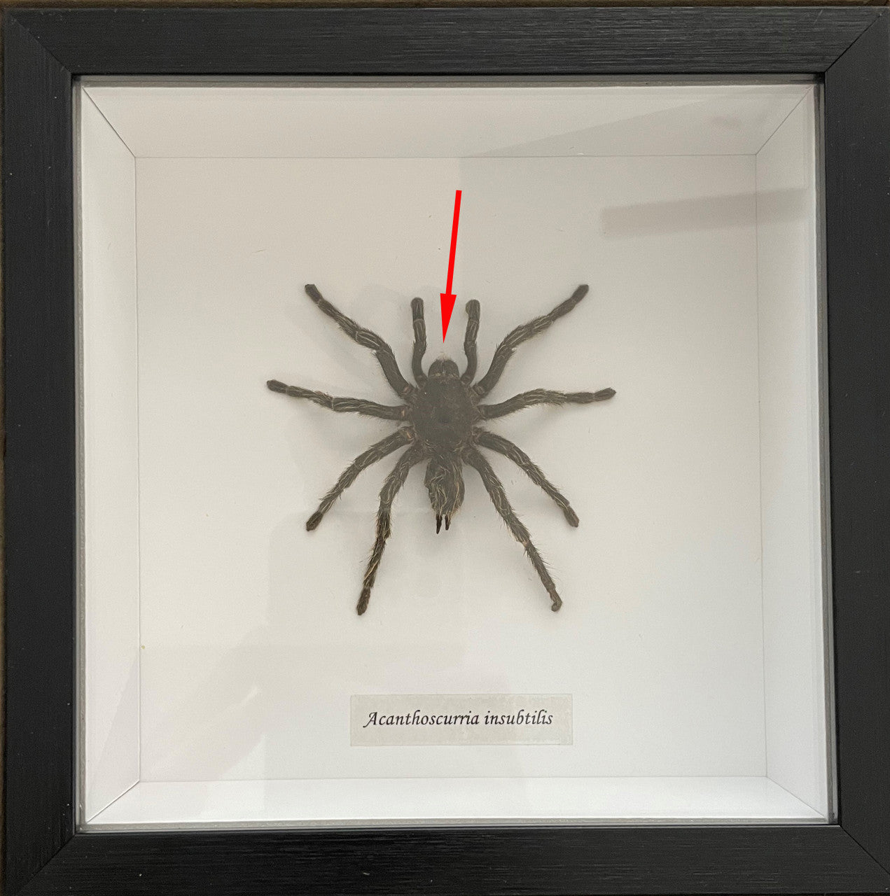 Acanthoscurria insubtilis #2 ( special )