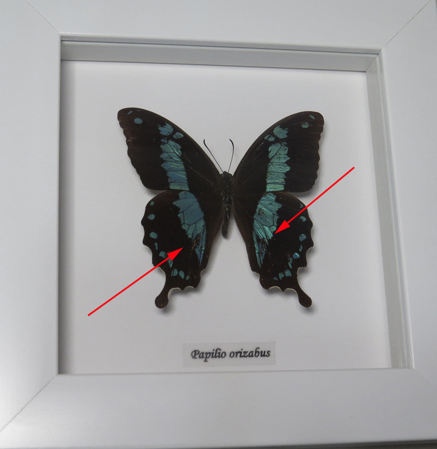 Papilio oribazus in WHITE frame( special )