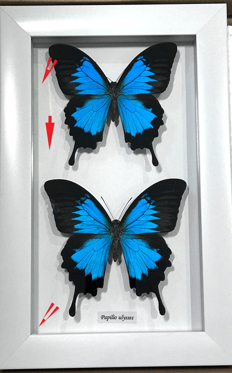 Papilio ulysses 2 white # 26 ( special )
