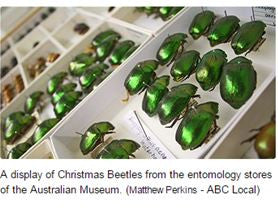 Xmas beetle Anoplognathus aeneus  bugs beetles framed insects  Bits & Bugs